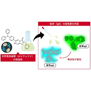 抗体の変性度を色で判定～IgGの構造に応じて発光色を変えるルシフェリンを開発～