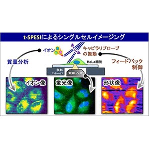 シングルセル質量分析イメージングでがん細胞中の脂質の分布を可視化することに成功
